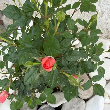 Leon Seaside 2bedroom House - 1 Min Walk To The , In Kos Center